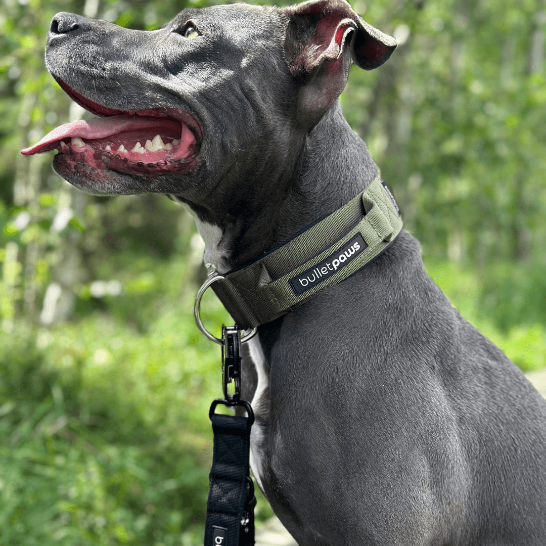 Alpha Hundehalsband® mit Griff - Orange