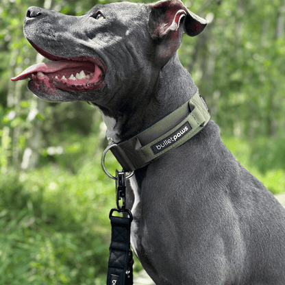 Alpha Hundehalsband® mit Griff - Orange